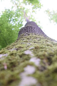 Close-up of moss on tree