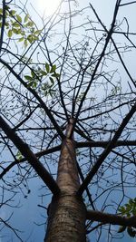 Low angle view of tree against sky