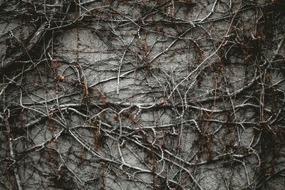 Full frame shot of bare tree
