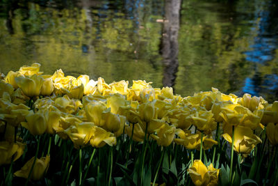 Close-up of yellow flowering plants