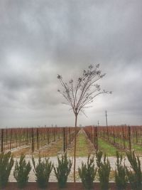 Bare trees on field against sky