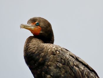 Close-up of a bird against the sky