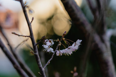 Close-up of cherry blossoms in spring