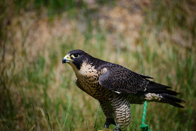 Close-up of falcon perching outdoors