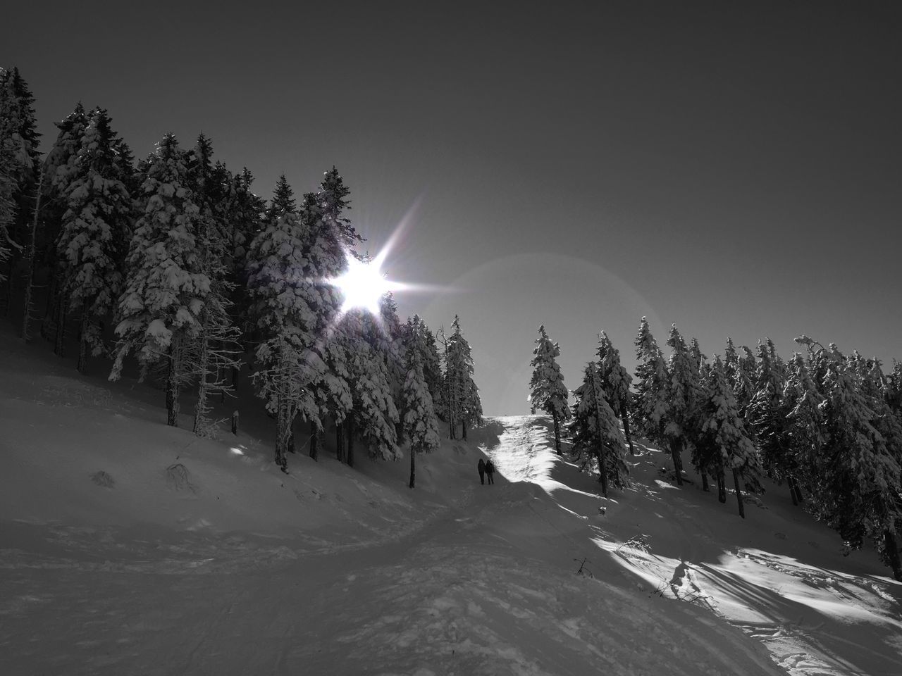 TREES ON SNOW COVERED LANDSCAPE