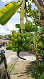 Close-up of fruits hanging on tree