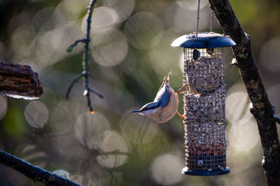 Nuthatch perching on a feeder