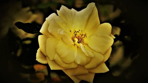 Close-up of flower against blurred background