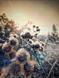 Close-up of wilted flower on field during winter