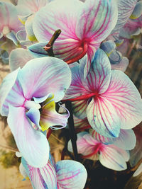 Close-up of pink orchid blooming in park