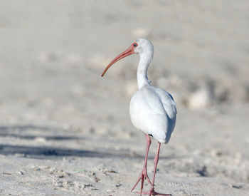 Seagull perching on a beach