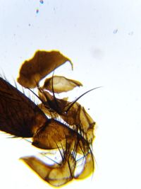 Close-up of insect over white background