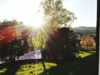 Sun shining through trees