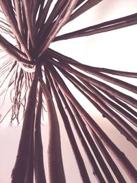 Low angle view of palm tree against sky