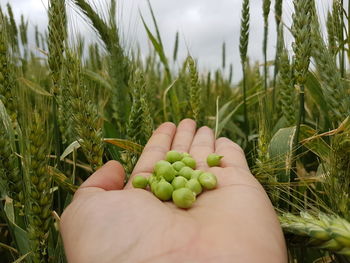 Close-up of person hand holding corn field