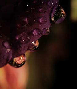 Close-up of flower against blurred background