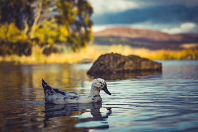 Close-up of swan on lake against sky