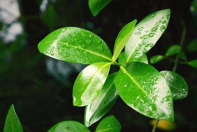 Close-up of wet plant leaves