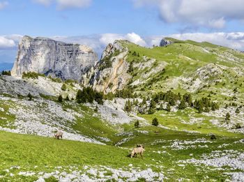 View of a horse grazing in a mountain