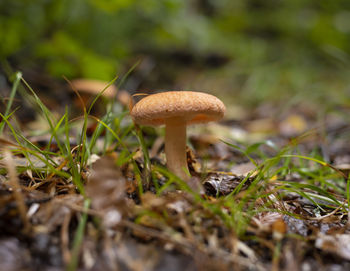 fungus