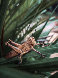 Close-up of insect on leaf