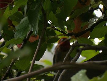 Low angle view of leaves on tree