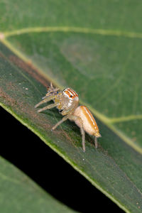 Close-up of spider on leaf