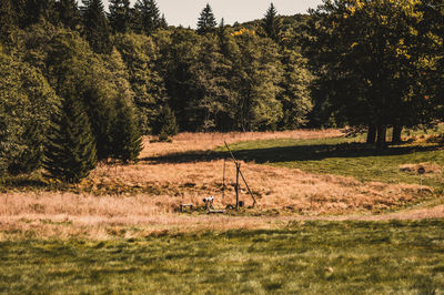 Trees on field in forest