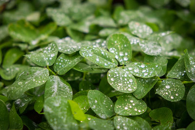 Close-up of dew drops on leaves