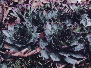 Close-up of cactus