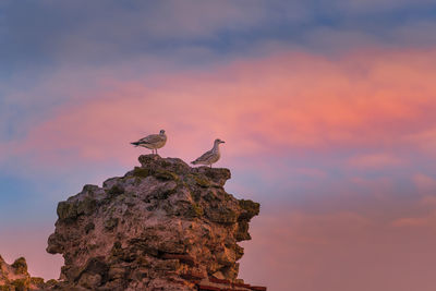 Low angle view of birds perching on rock at sunset
