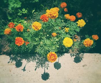 High angle view of marigold flowers blooming outdoors