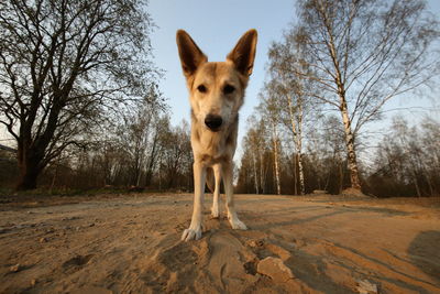 Portrait of dog on dirt road