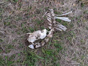 High angle view of bird on field