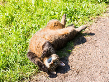 High angle view of lying down on land