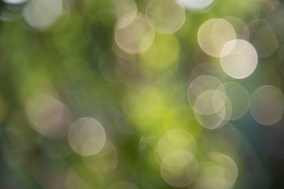 Defocused image of plants