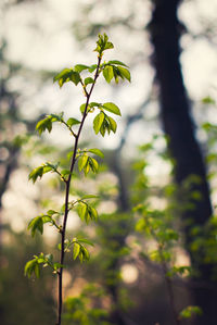 Close-up of plant