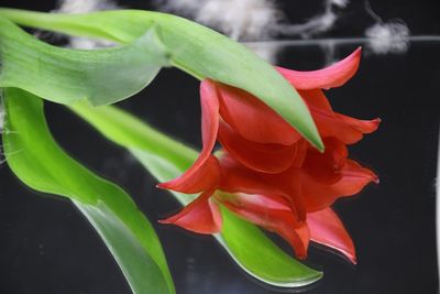 Close-up of flower blooming outdoors