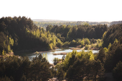 Scenic view of river in forest against clear sky