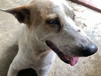 Close-up of a dog looking away