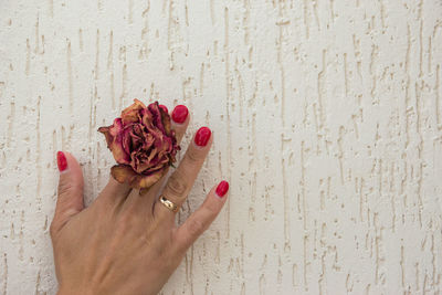 Cropped hand of woman holding flower on wall