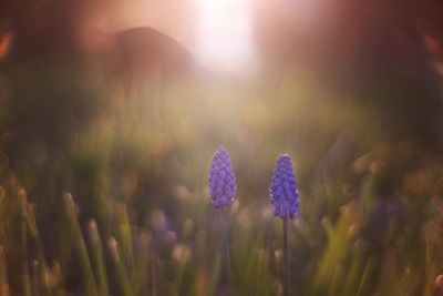 Grape hyacinth blooming on field