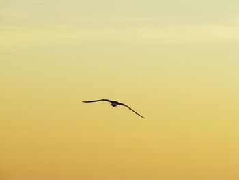 Low angle view of bird flying against sky