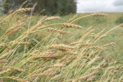 Close-up of wheat growing on field