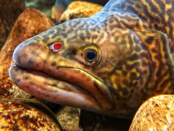 Close-up of fish swimming in sea