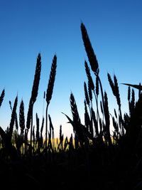 Plants growing on field against clear sky