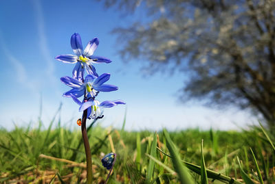 Close-up of crocus blooming on field