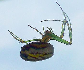 Close-up of food on table