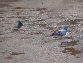 High angle view of birds on beach