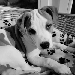 Close-up of dog